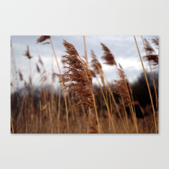 stay in the wind. Canvas Print