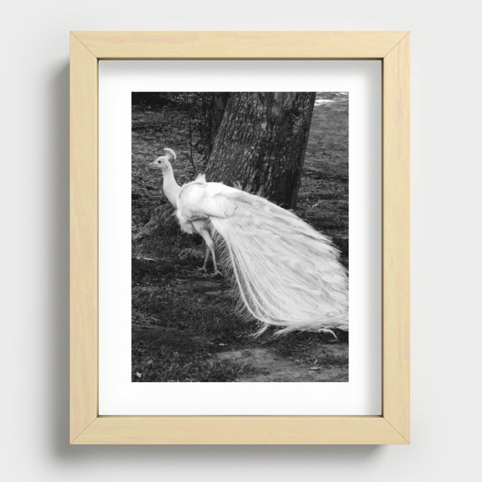 She Wore White Recessed Framed Print