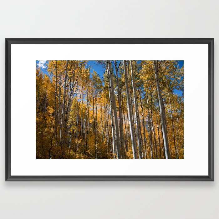 Colorado Fall Aspens (Horizontal) Framed Art Print