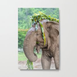 Elephant Nature Park Metal Print | Wanderlust, Photo, Park, Color, Elephant, Thailand, Travel, Grass, Nature, Eating 