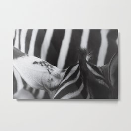 Zebra - Horse Photography Metal Print