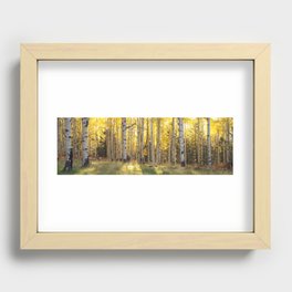 Aspen trees in Autumn ,Coconino National Forest, Arizona, USA Recessed Framed Print