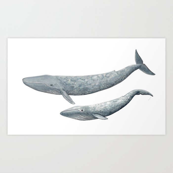 Blue whales (Balaenoptera musculus) - Blue whale Art Print