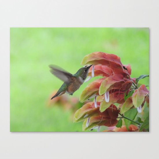 Hummingbird in Justicia Canvas Print