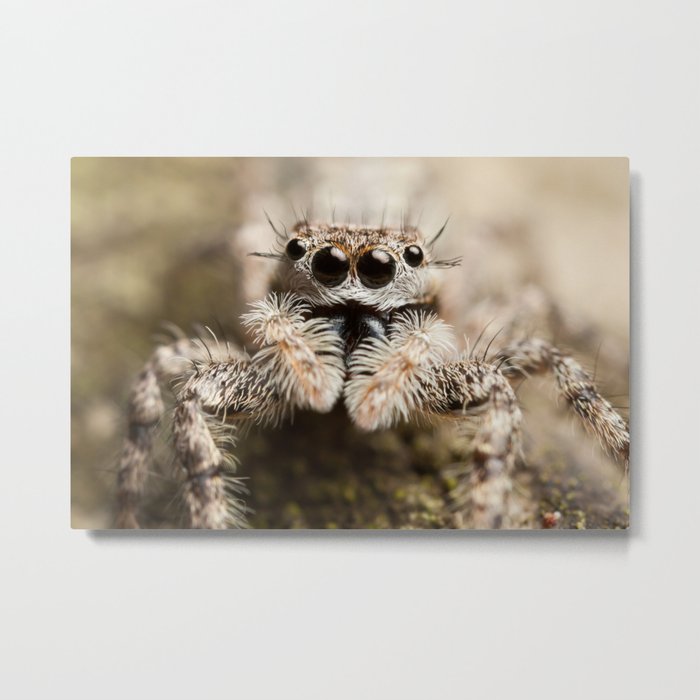 Curious Jumping Spider Metal Print