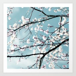 Spring Blossoms - Japanese Inspired White Flower photography by Ingrid Beddoes Art Print