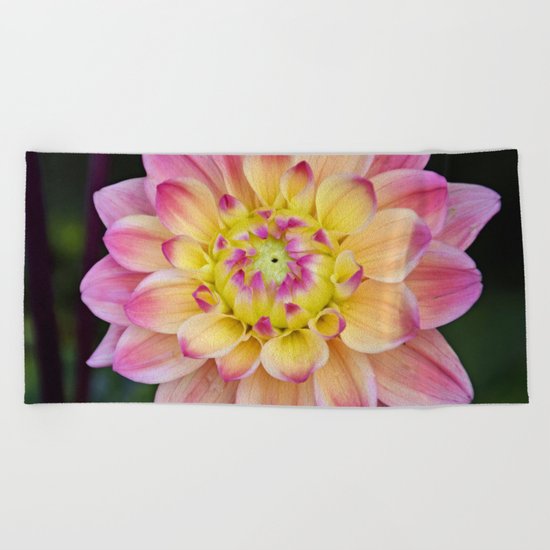 Pink Yellow Dahlia Close up Beach Towel