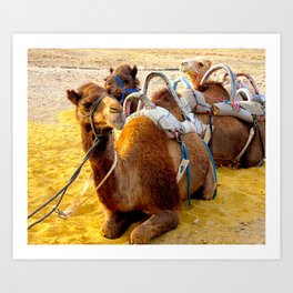 Camels in the Desert Art Print