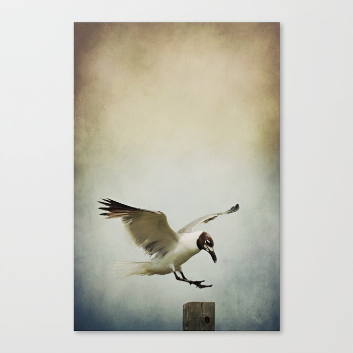 A Seagull's Landing Canvas Print
