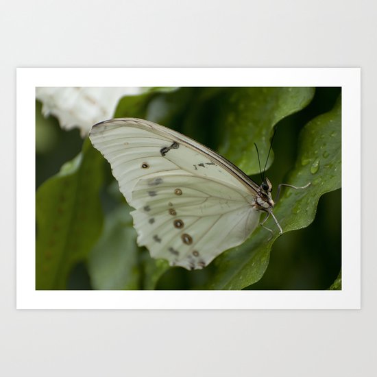 Wings Art Print