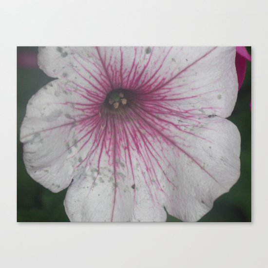 Flower Canvas Print