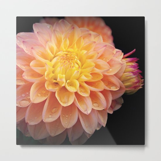 Pretty Pink Yellow Dahlia Metal Print