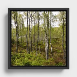 Song of the Scottish Highlands Birch Trees Framed Canvas