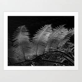 Illuminating Fern Leaves in Black and White Art Print