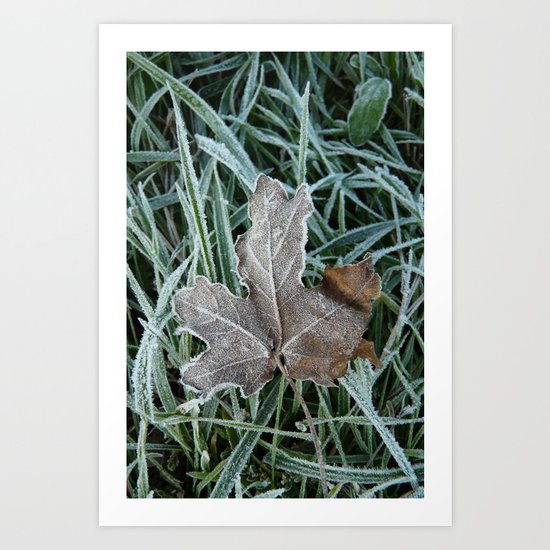 WINTER FROSTED GRASS AND LEAF Art Print