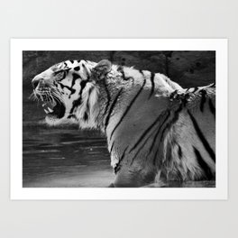 Tiger Photography | Big Cats | Animal Portrait | Wildlife Art Print