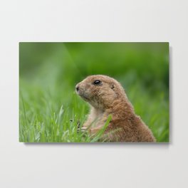 Black-tailed prairie dog in the grass Metal Print | Cynomys, Green, Brown, Red, Claw, Squirrel, Rodent, Grass, Closeup, Maroon 