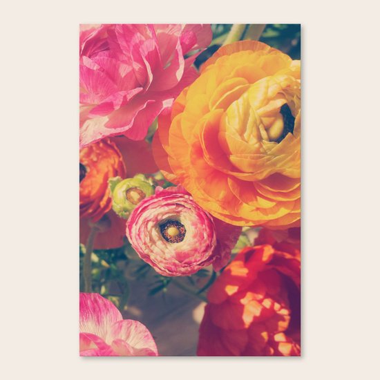 Ranunculus Canvas Print