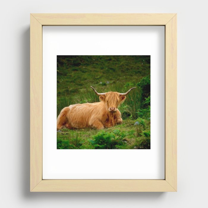 Scottish Highland Cow | Scottish Cattle | Cute Cow | Scottish Cow | Cute Cattle 09 Recessed Framed Print