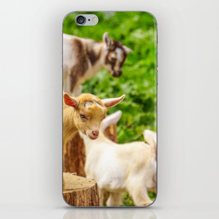 Baby Goats Playing iPhone Skin