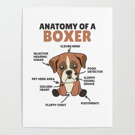 Anatomy Of A Boxer Sweet Dog Puppy Poster