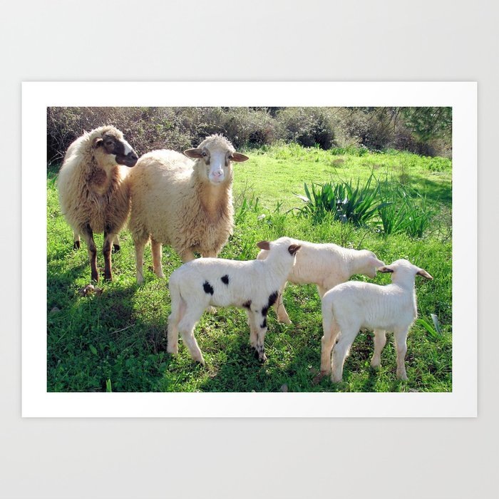 Two Ewes and Three Lambs Grazing Art Print