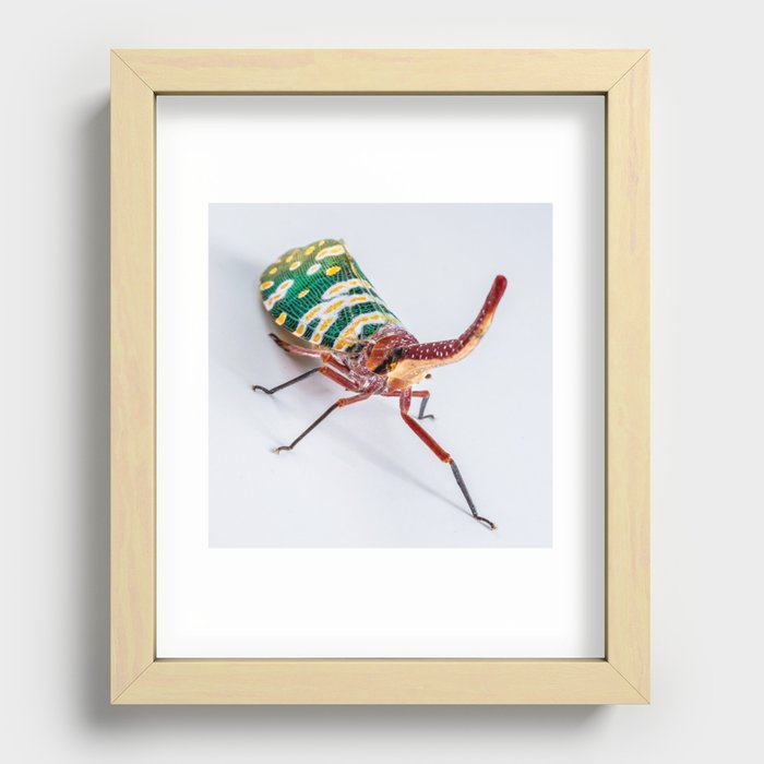 Long Nosed Cicada. Recessed Framed Print