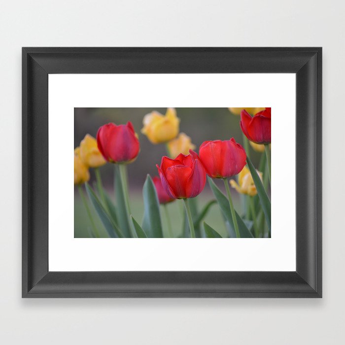 tulips Framed Art Print