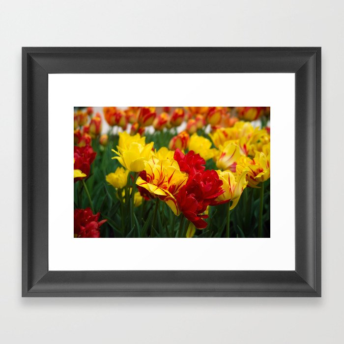 Tulips 1 Framed Art Print