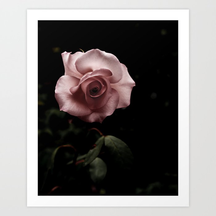 Rose - Pink Flower Photography Art Print