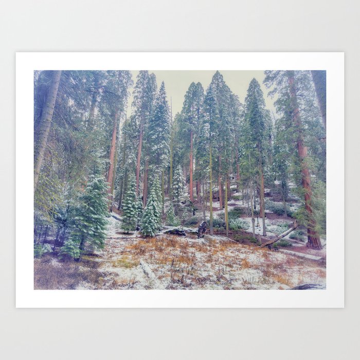 Winter in Forest Art Print