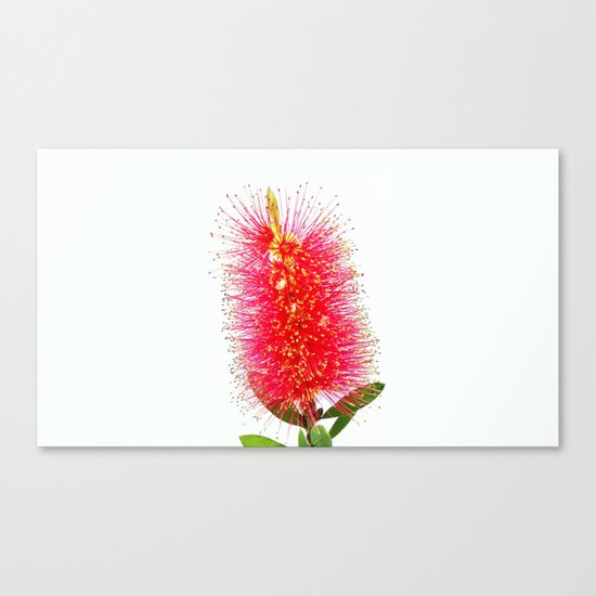 Australian Bottlebrush Canvas Print