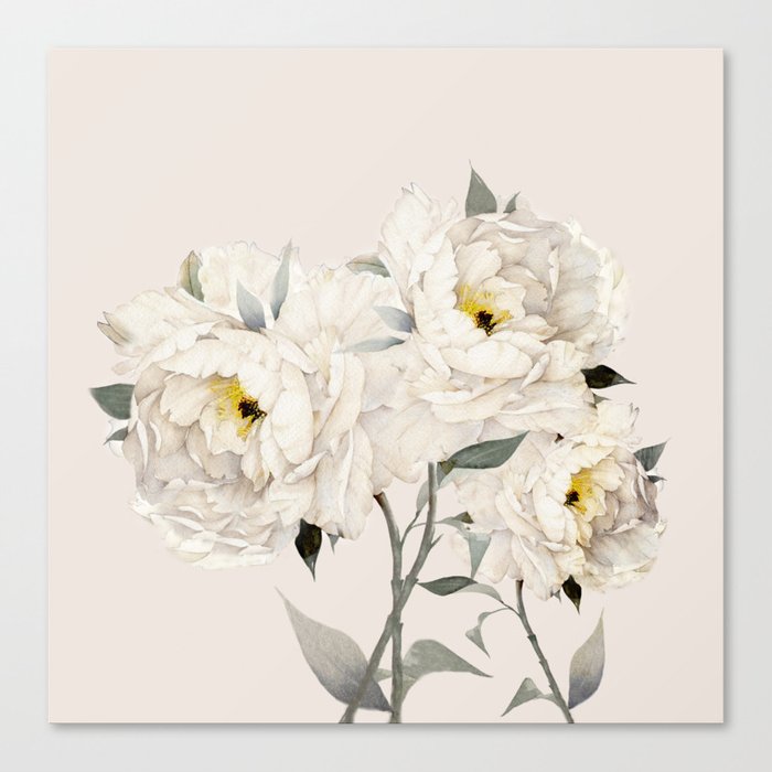 White Peonies Canvas Print