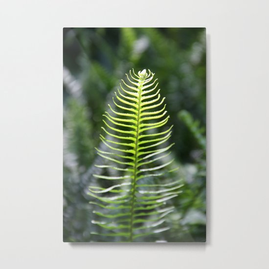 Fern Metal Print