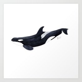 Orca killer whale Art Print