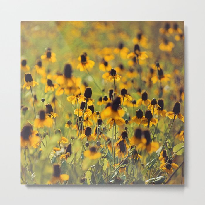 Yellow Hat Dance -- Dreamy Botanical Landscape Mexican Hat Coneflowers Afield Square Metal Print
