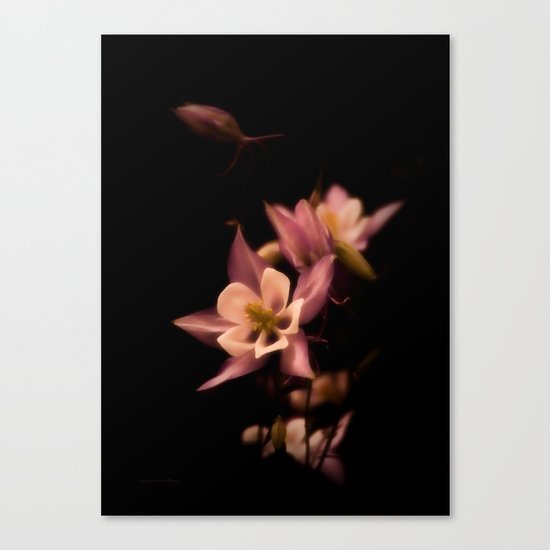 Aquilegia Canvas Print
