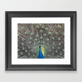 Photography close-up of a Peacock  Framed Art Print