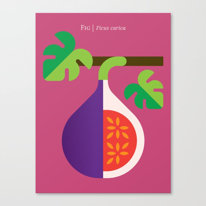 Fruit: Fig Leinwanddruck Fruit: Fig Leinwanddruck