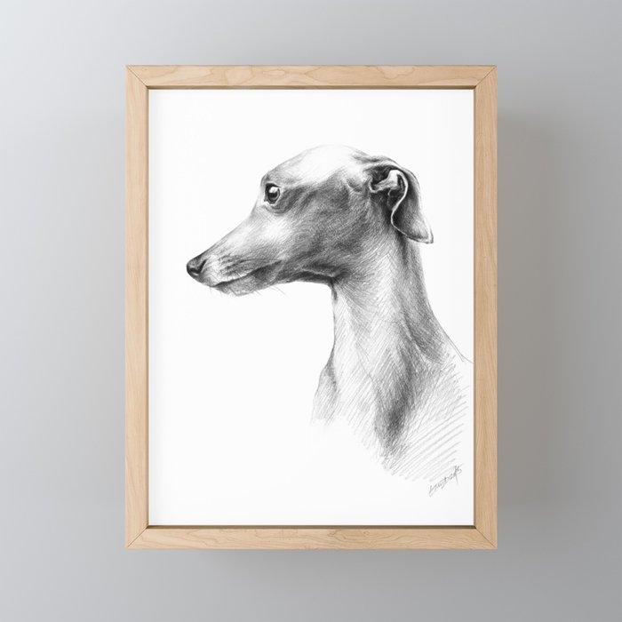 Delicate Italian Greyhound portrait Framed Mini Art Print