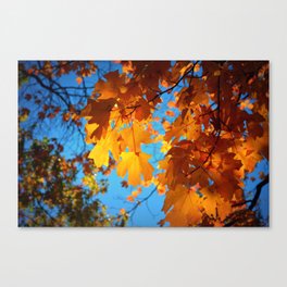 Autumn Glow Canvas Print