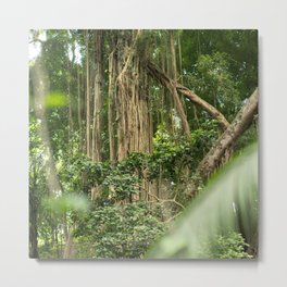 Brazil Photography - Tall Tropical Trees In The Rain Forest Metal Print