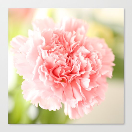Pink Carnation Admiration Canvas Print