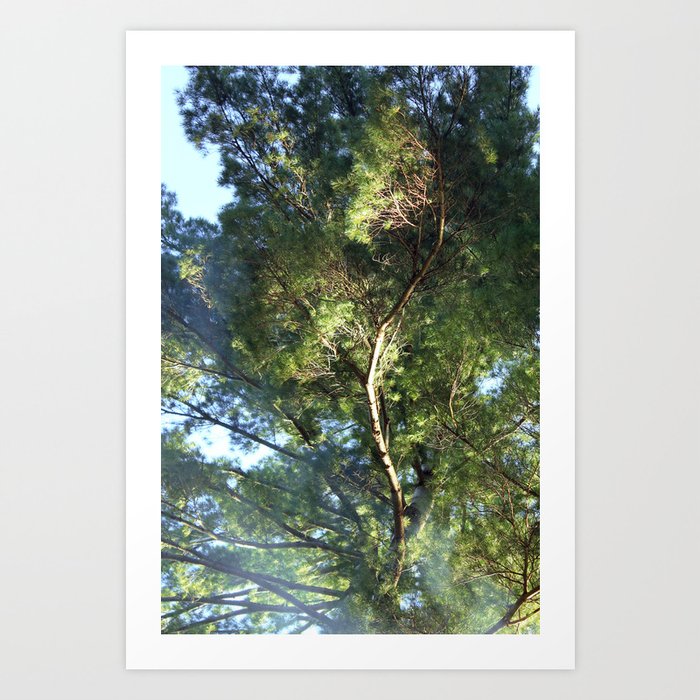 Great Pine Tree Art Print