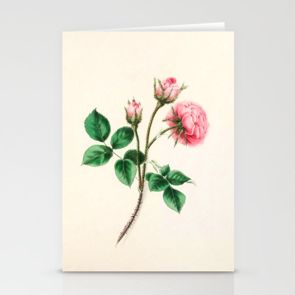  Moss rose by Clarissa Munger Badger, 1866 (benefitting The Nature Conservancy) Stationery Cards