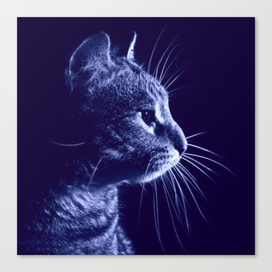 Cat profile Canvas Print