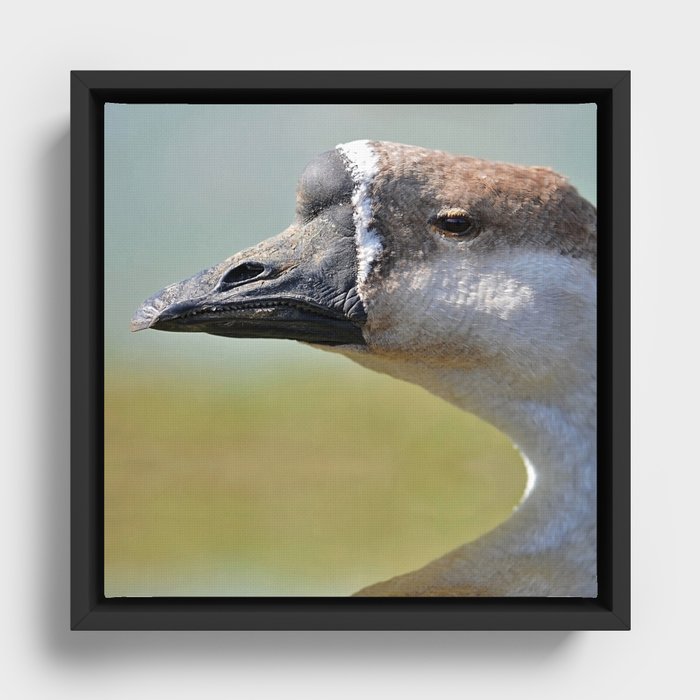 goose Framed Canvas