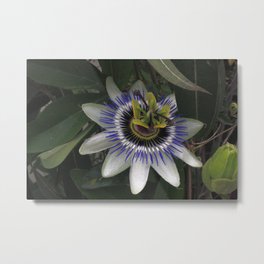 Delicate and Beautiful Passiflora Flower Metal Print | Nature, Photo 