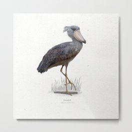 Shoebill bird scientific illustration art print Metal Print | Classical, Birding, Grey, Birds, Realism, Wildlife, Realistic, Conservation, Animal, Bird 