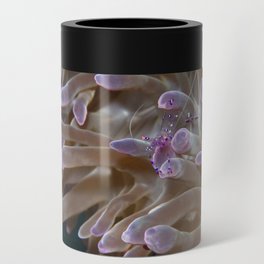 Anemone shrimp hanging out Can Cooler